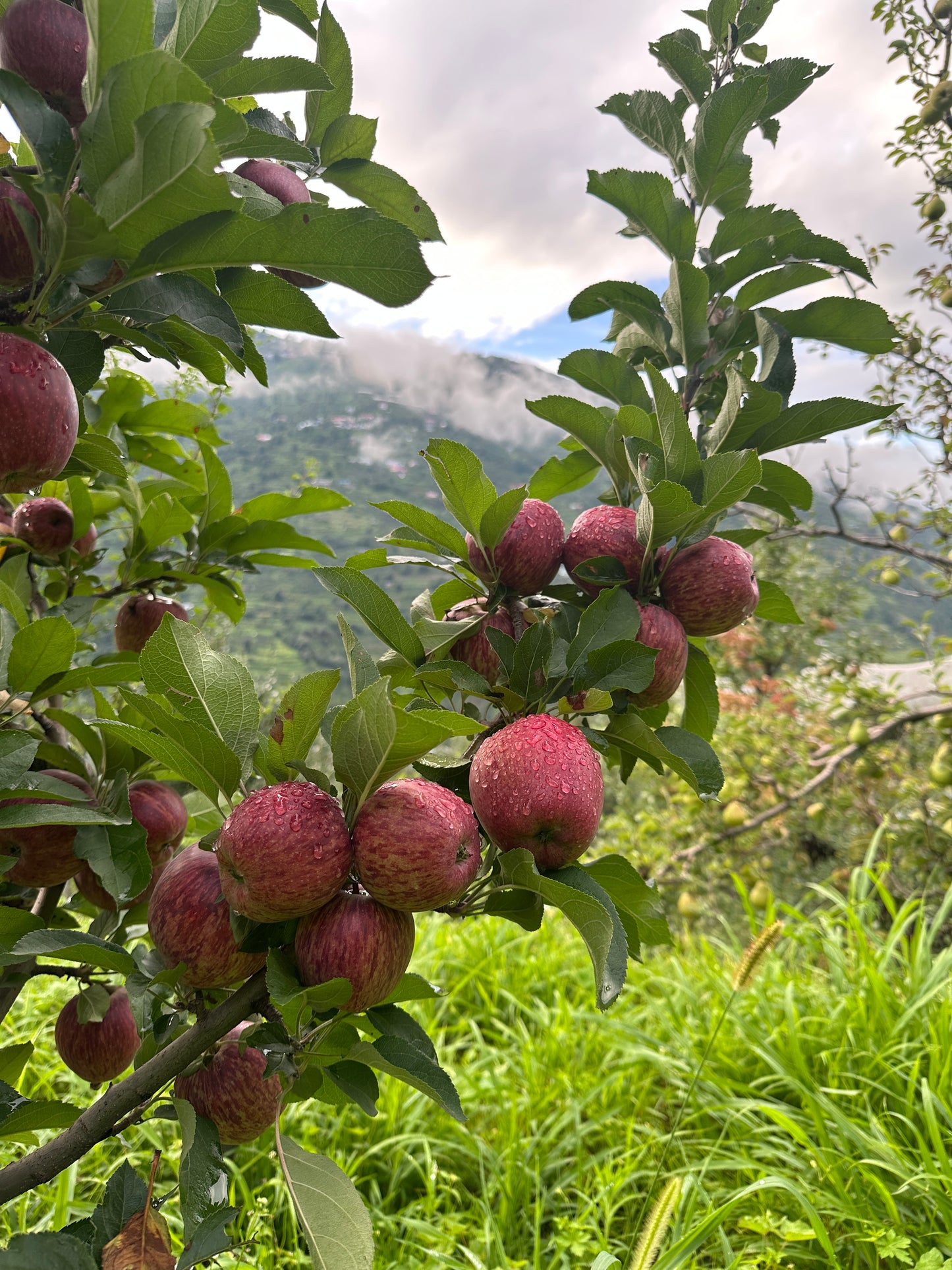 Premium Royal Delicious Apples - 10kg approx