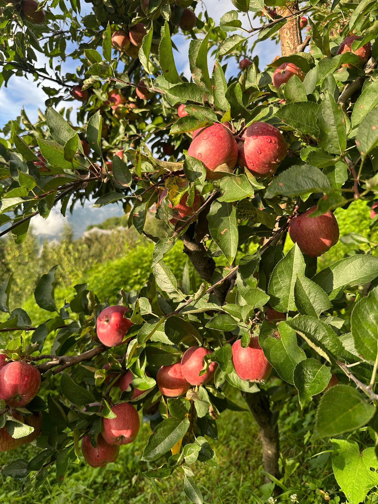 Premium Royal Delicious Apples - 10kg approx