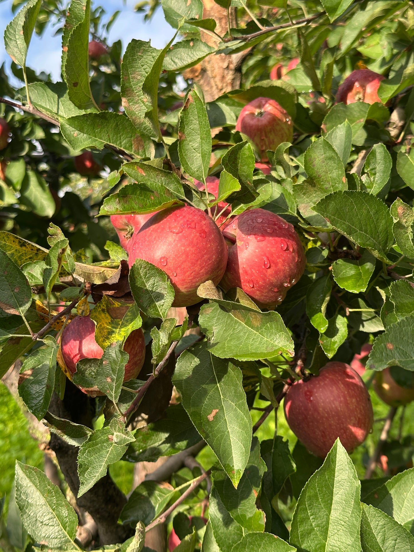 Premium Royal Delicious Apples - 10kg approx