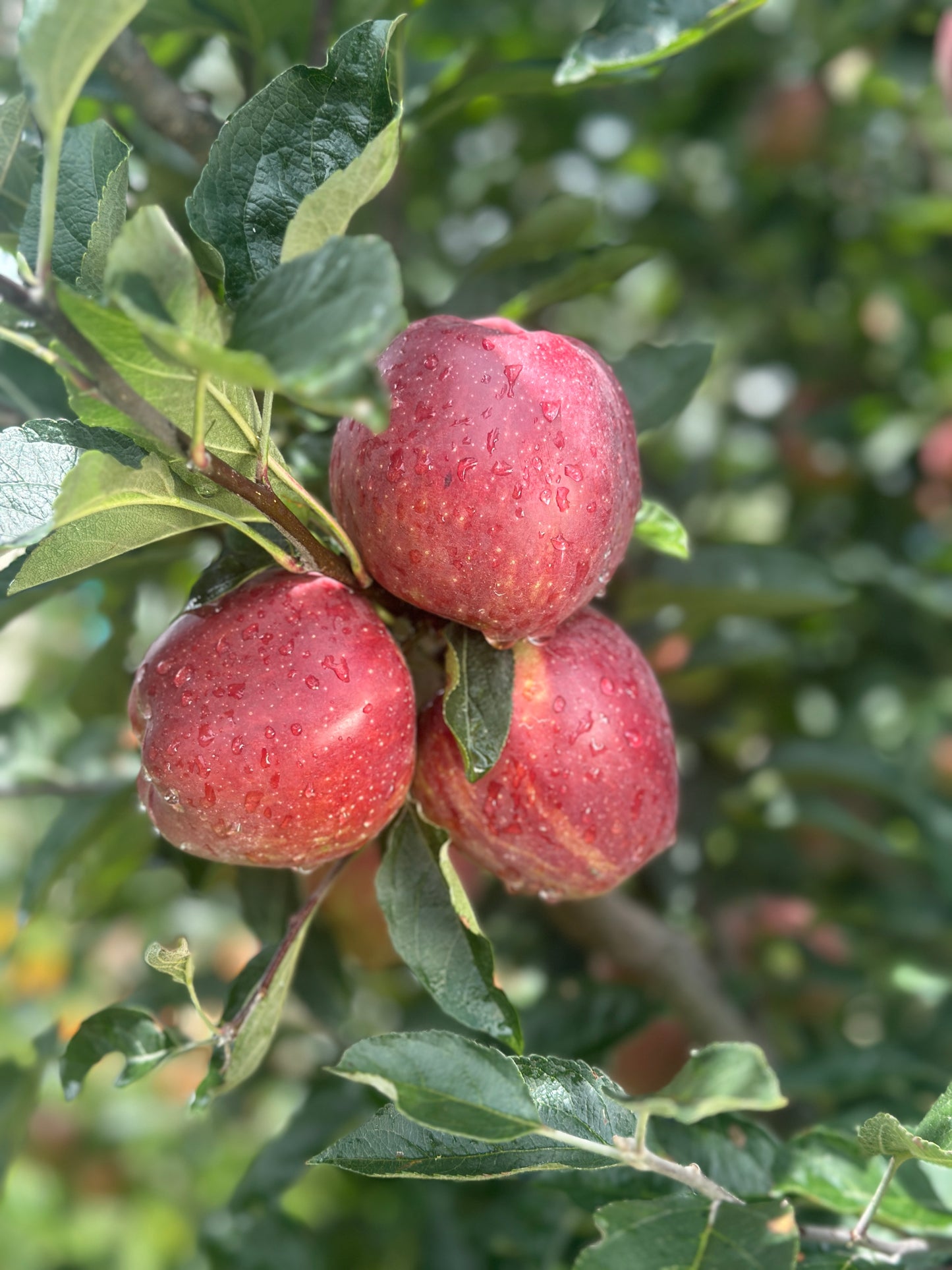 Premium Royal Delicious Apples - 10kg approx