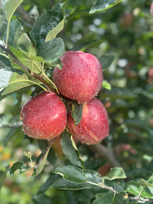 Premium Royal Delicious Apples - 10kg approx